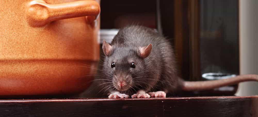 7 Hewan yang Sering Disalah Mengerti, Siapa Bilang Tikus Itu Jorok?