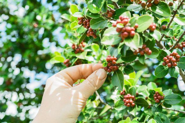 Inilah 5 Alasan Mengapa Kamu Harus Mencoba Wisata Kopi di Indonesia