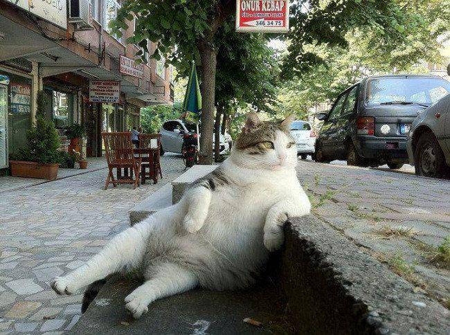 Kucing kelewat santuy. (knowyourmeme.com)