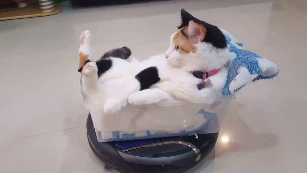 Kucing kelewat santuy. (youtube.com/Test)