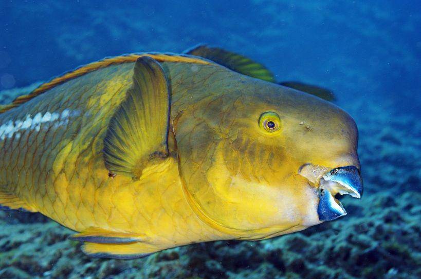 nationalgeographic.com
