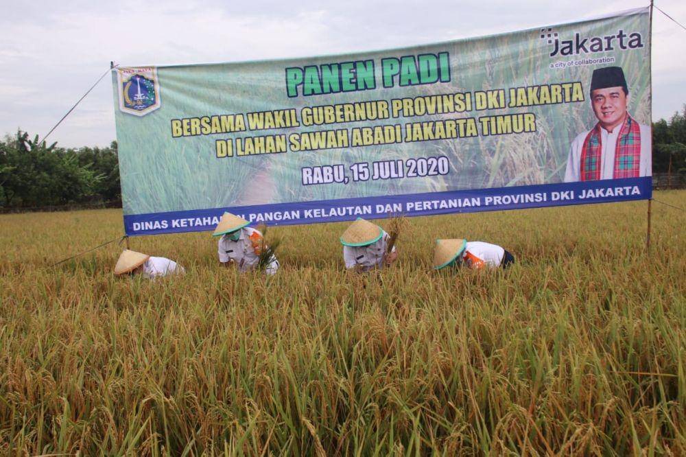 Wagub DKI Jakarta Riza Patria di lahan Sawah Abadi, Ujung Menteng, Cakung, Jakarta Timur pada Rabu (15/7/2020) (Dok. Humas Pemprov DKI Jakarta)