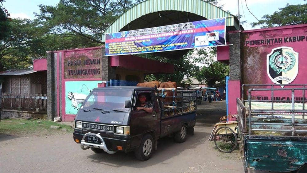 Menjelang Hari Raya Idul Adha, penjualan hewan kurban di Tulungagung lesu, IDN Times/ Bramanta Pamungkas