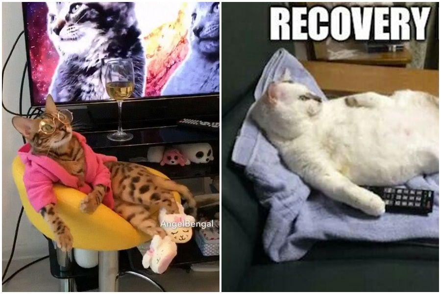 9 Potret Kucing Kelewat Santuy, Mager Banget!