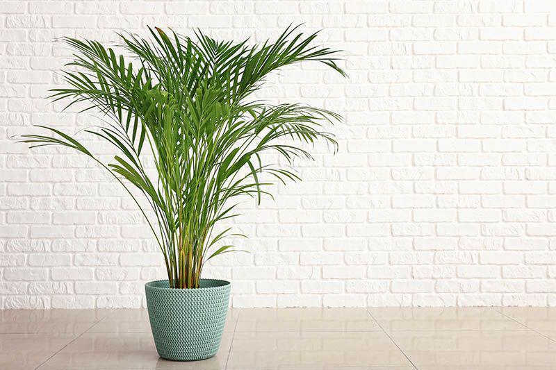 greenandvibrant.com