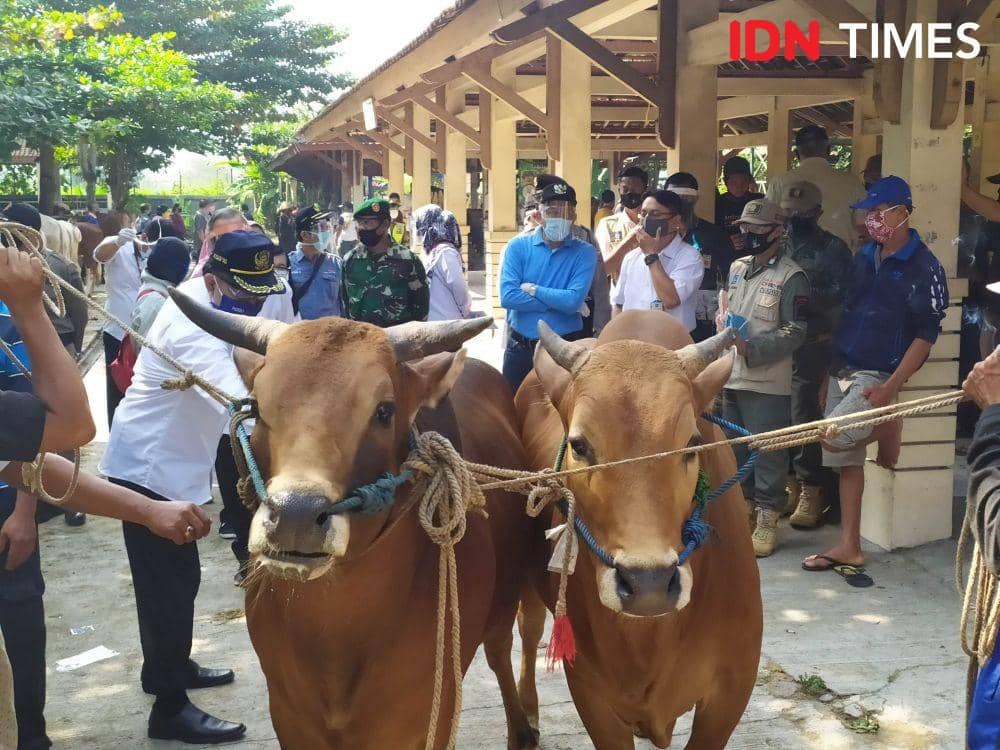 Terdampak PPKM Darurat, Tempat Jualan Hewan Kurban di Sleman Turun