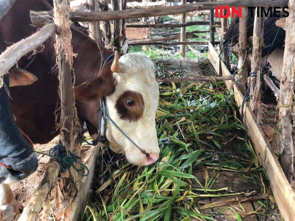 Dinas Ketahanan Pangan Sidak, Jamin Kesehatan Kurban dengan SKKH