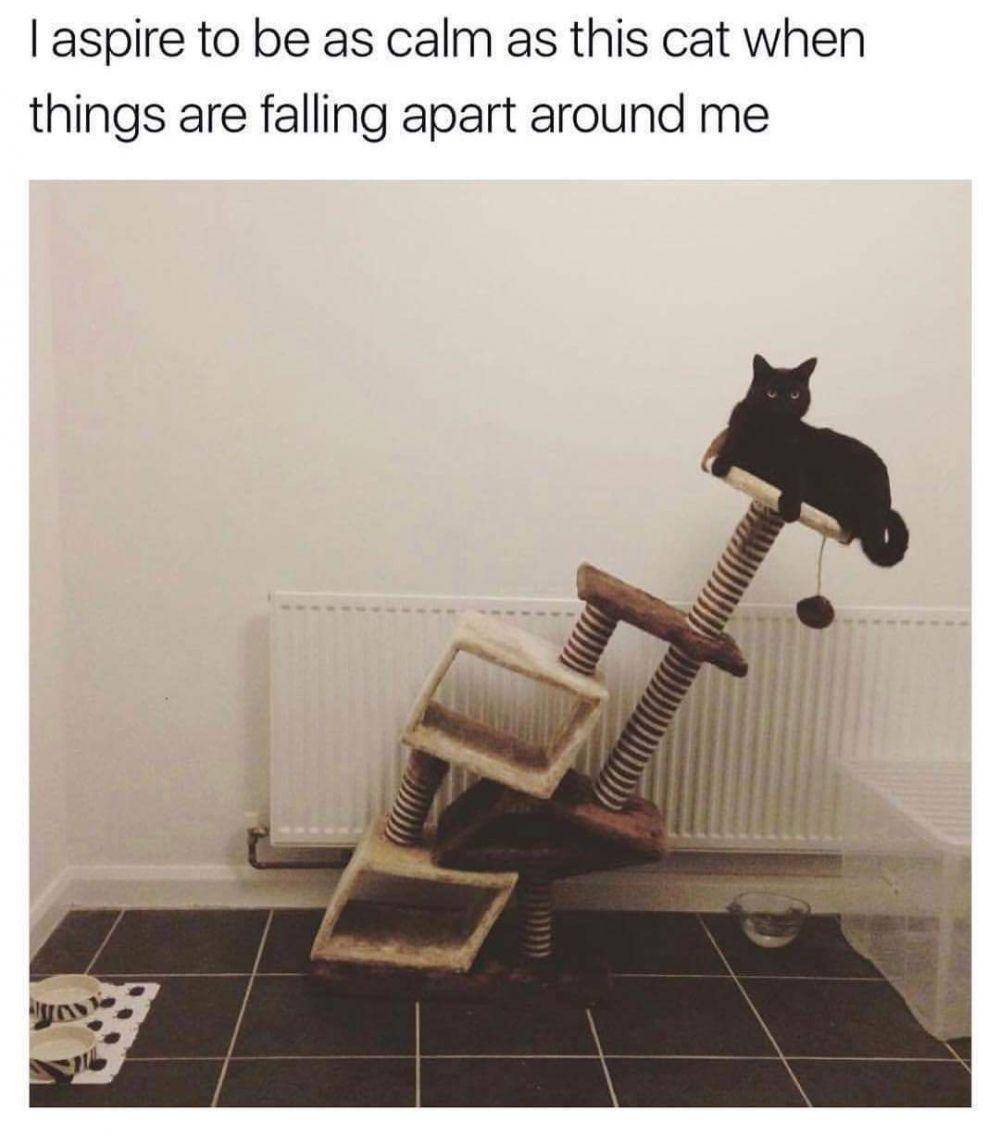 Kucing kelewat santuy. (imgur.com/molotovbliss)