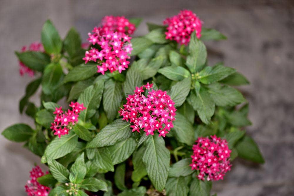 gardeningknowhow.com