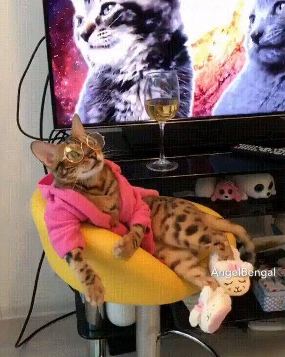 Kucing kelewat santuy. (reddit.com/AngelBengal)