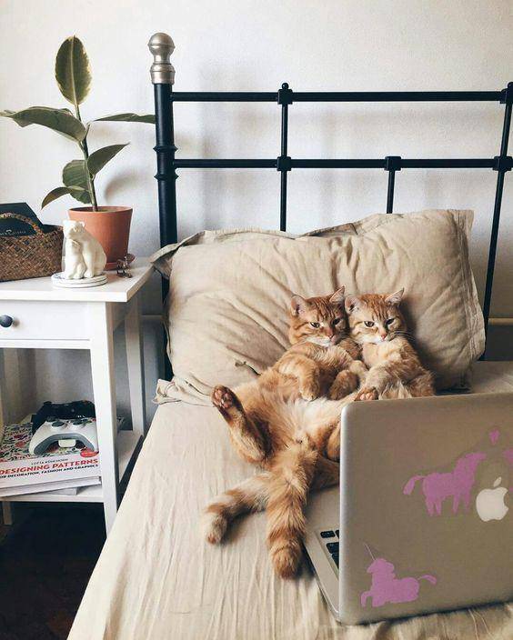 Kucing kelewat santuy. (twitter.com/izocard)
