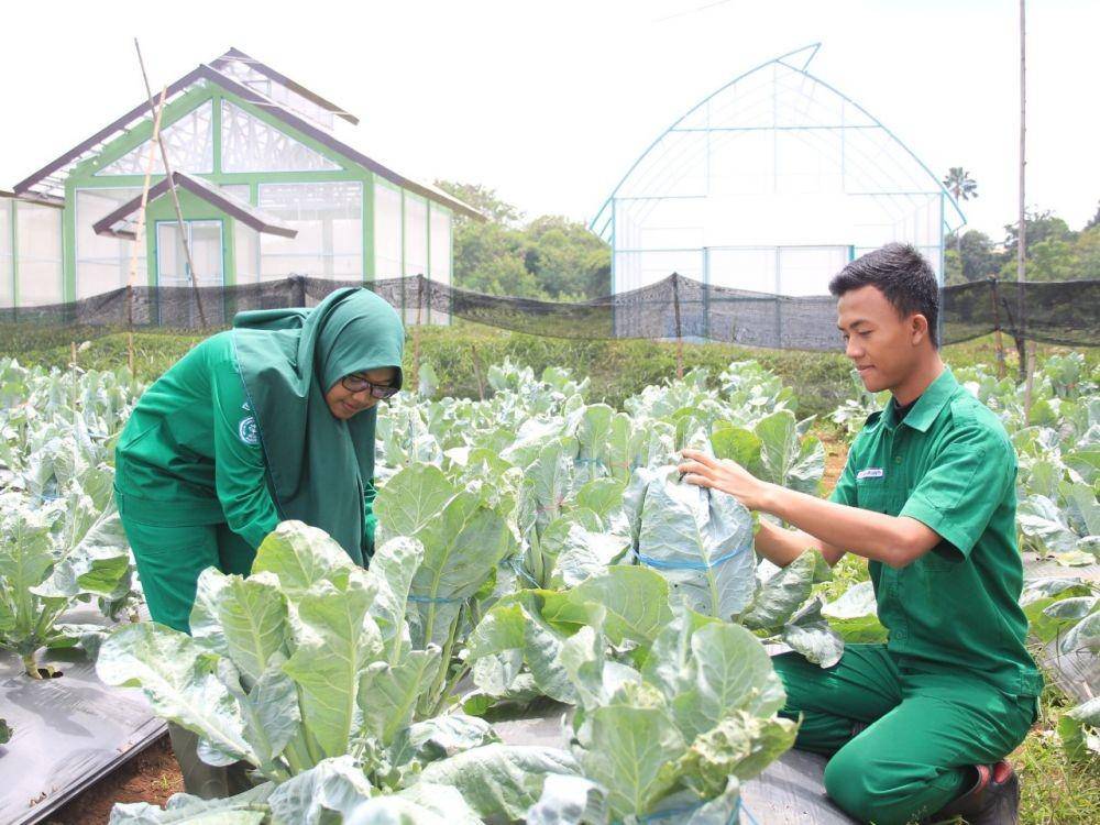 IDN Times/Kementan