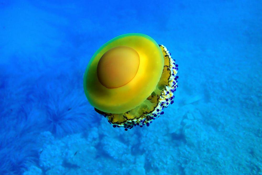 oceana.org