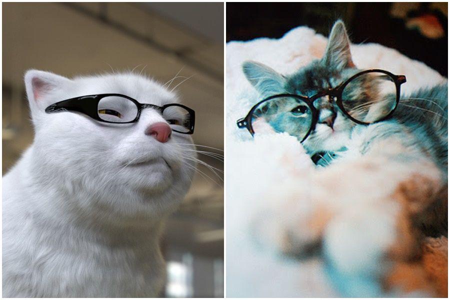 10 Kucing Pakai Kacamata Ini Udah kayak Orang Pintar