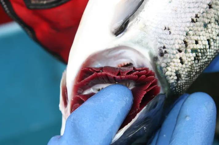 thefishsite.com