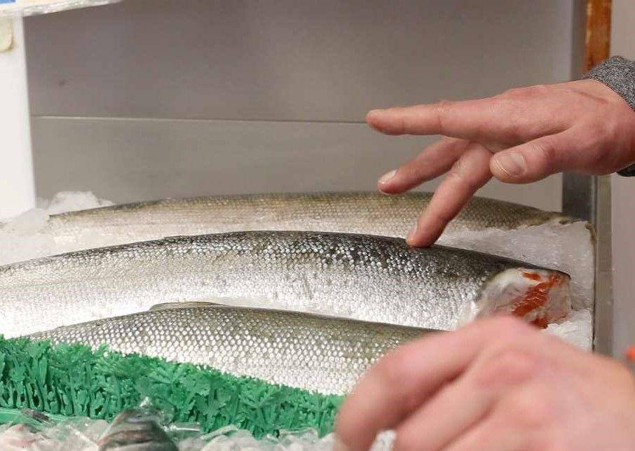 milkfishfactory.com