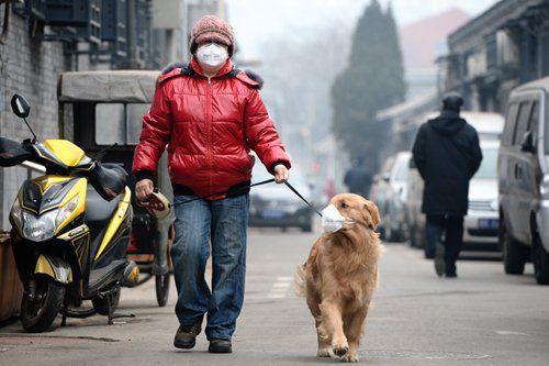 Seekor anjing di Tiongkok yang dipakaikan masker oleh pemiliknya ketika sedang berada di luar rumah. Foto diambil pada Desember 2014 oleh CFP.