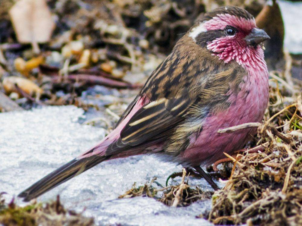 ebird.org