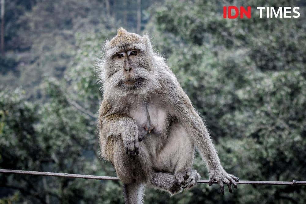 Monyet ekor panjang. (IDN Times/Bagus F)