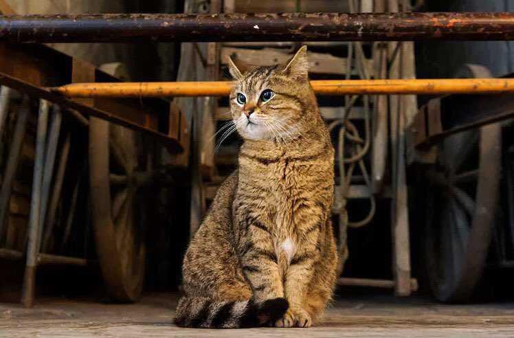9 Potret Gemas Gli, Kucing Penghuni Hagia Sophia Sejak 16 Tahun Lalu