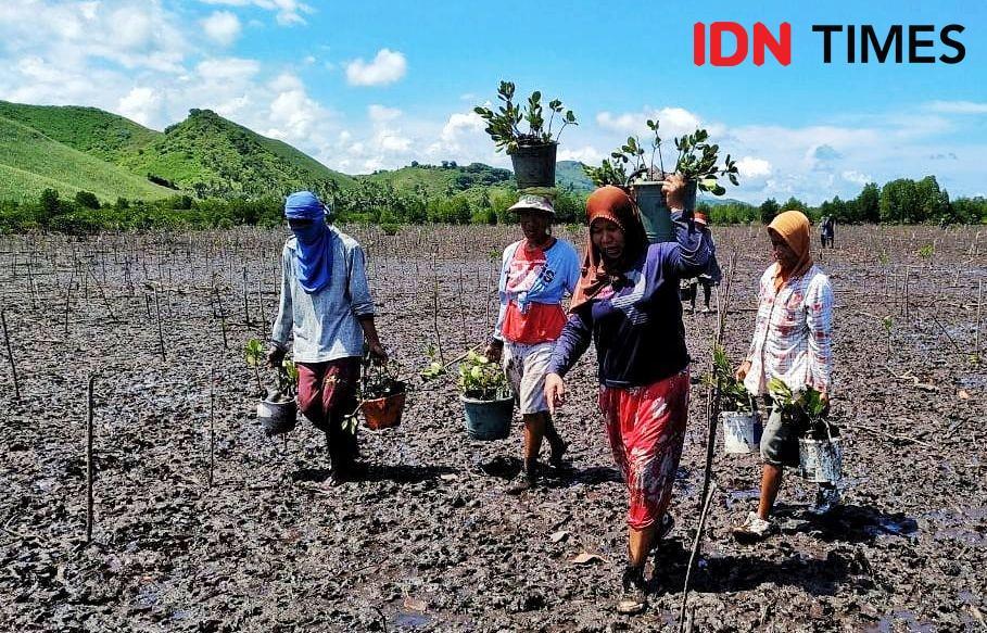 Nelayan Gorontalo Beralih Jadi Buruh Tanam Mangrove di Masa Pademik