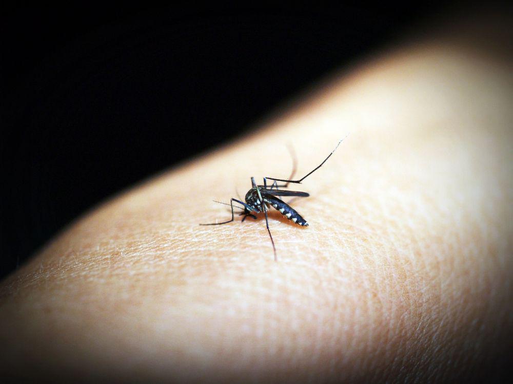 Peneliti FKH UGM Kembangkan Kit Deteksi Nyamuk Aedes yang Bermutasi