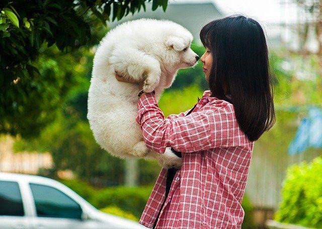 Nyaman Dipeluk, 9 Ras Anjing Ini Punya Bulu Lebat yang Super Fluffy