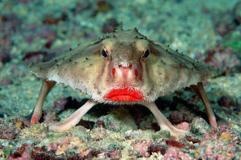 whatsthatfish.com