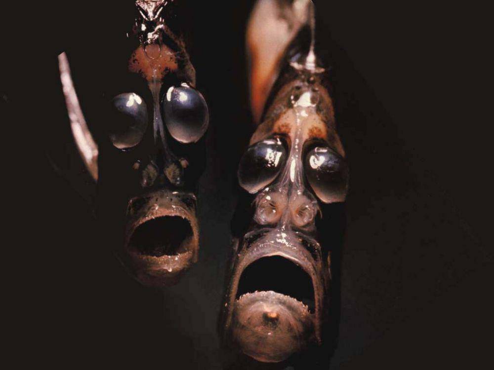 realmonstrosities.com