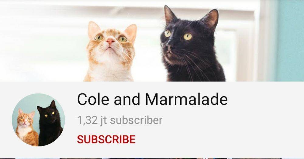 YouTube.com/ChrisPooleCrazyCatGuy