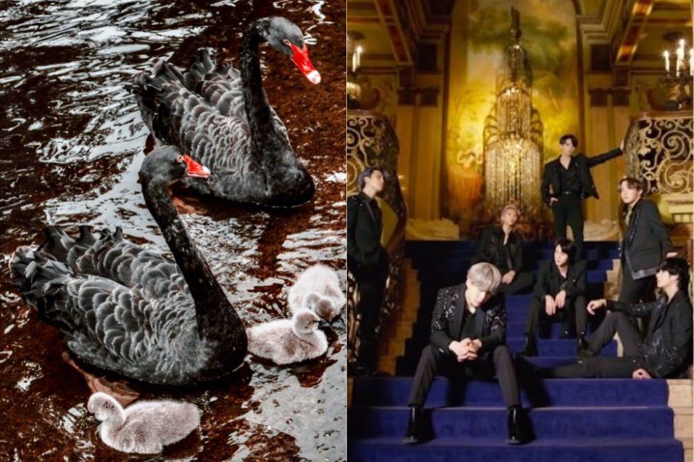 Jadi Judul Lagu BTS, Ini 9 Fakta Unik tentang Angsa Besar 'Black Swan'