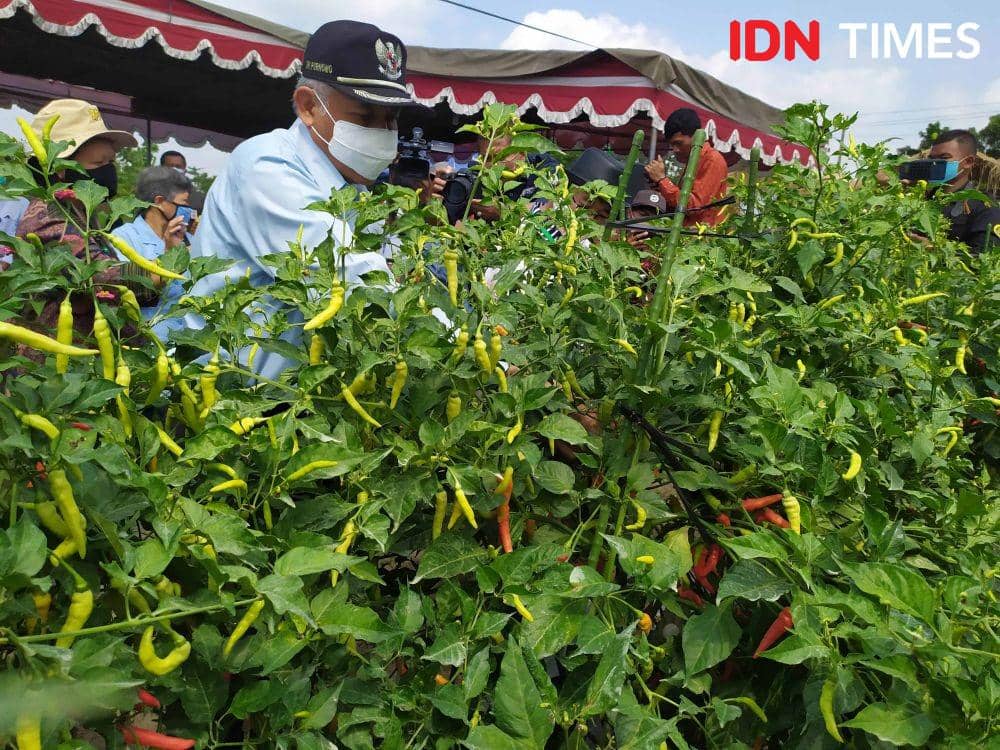 Panen cabai Prima Agrihorti di Kalasan. IDN Times/Siti Umaiyah