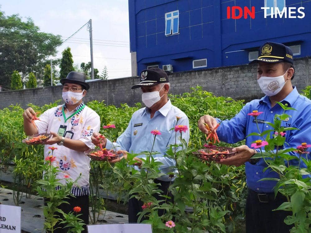 Varietas Cabai Rawit dari Petani Kalasan, Lebih Besar dan Pedas