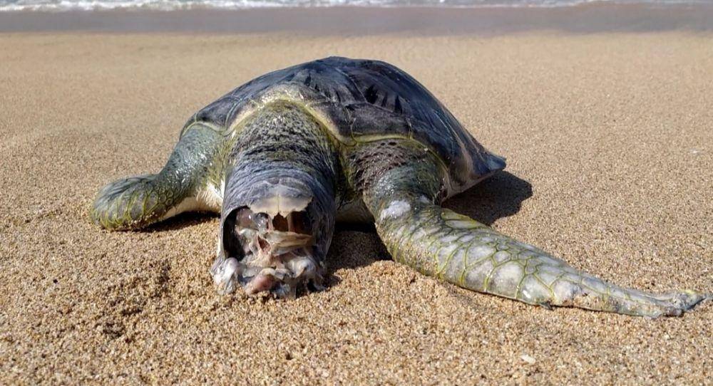 Seekor penyu ditemukan mati di pinggir pantai. IDN Times/Istimewa