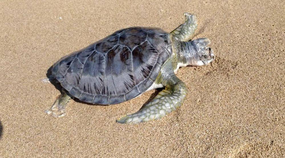 Seekor penyu ditemukan mati di pinggir pantai. IDN Times/Istimewa