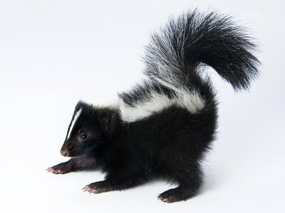 Photograph By Joel Sartore/National Geographic