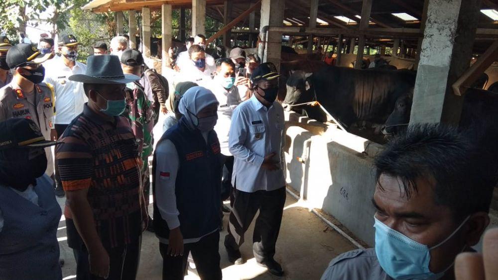 Gubernur Jatim Khofifah Indar Parawansa saat berkunjung ke peternakan sapi di Lamongan. IDN Times/Imron