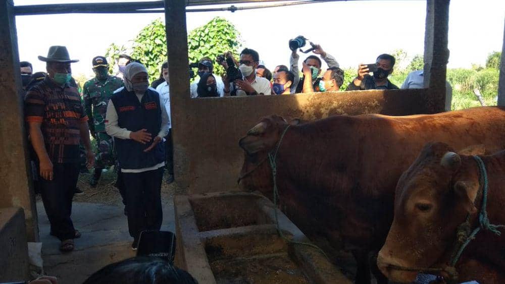 Kunjungi Peternak di Lamongan, Khofifah Pastikan Stok Sapi Aman