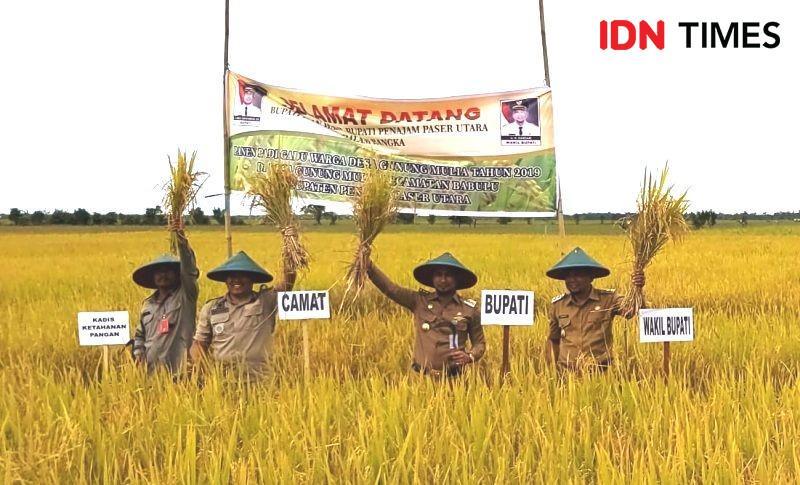 Panen raya di Kabupaten PPU (IDN Times/Ervan Masbanjar)