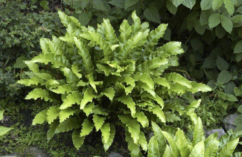 gardeningexpress.co.uk