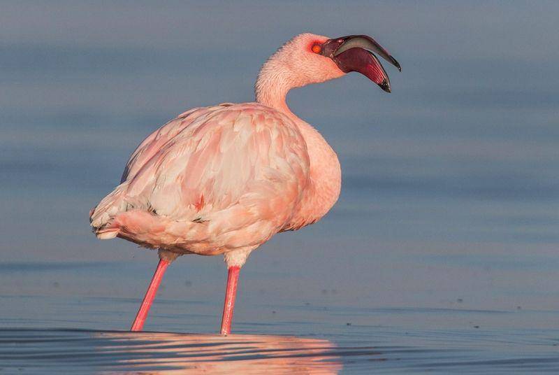 ebird.org
