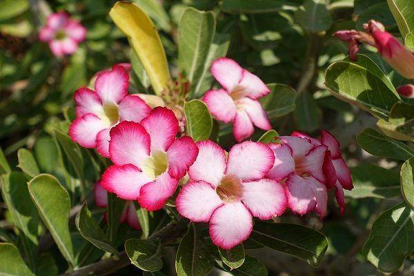 flowersinisrael.com