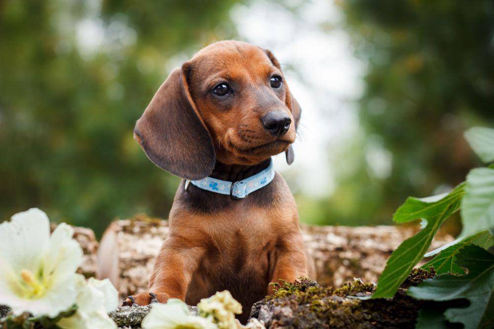 furrybabiesinc.com