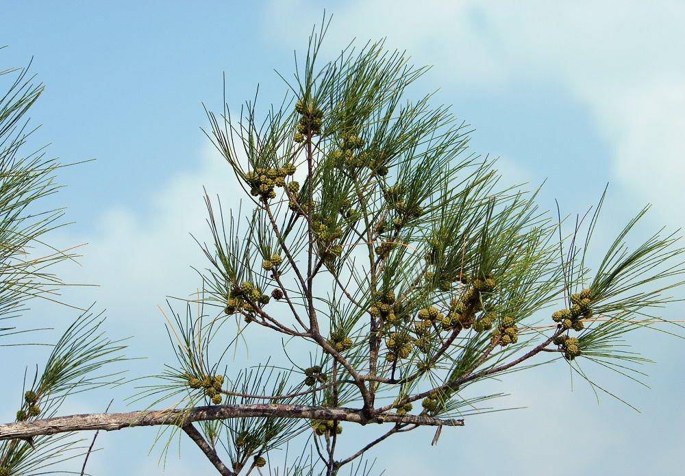 bonsai-bci.com