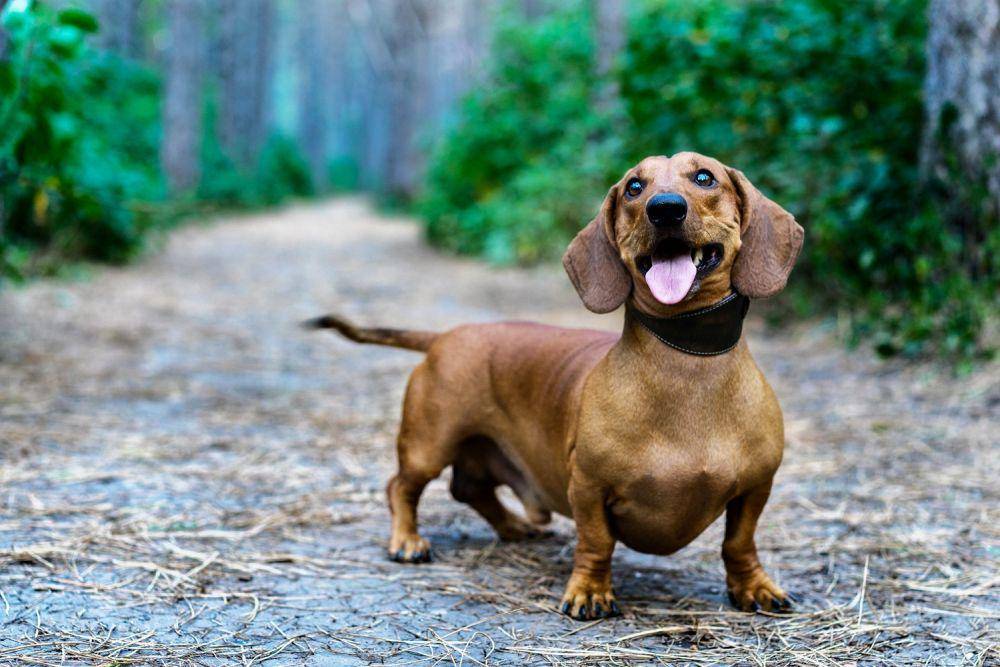 ilovedachshunds.com