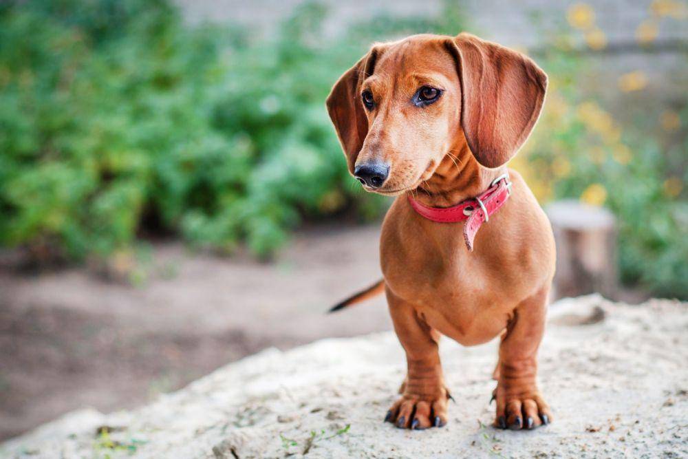 ilovedachshunds.com