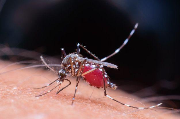 Dinkes Kaltim Ingatkan tentang Bahaya Penyebaran Penyakit Malaria