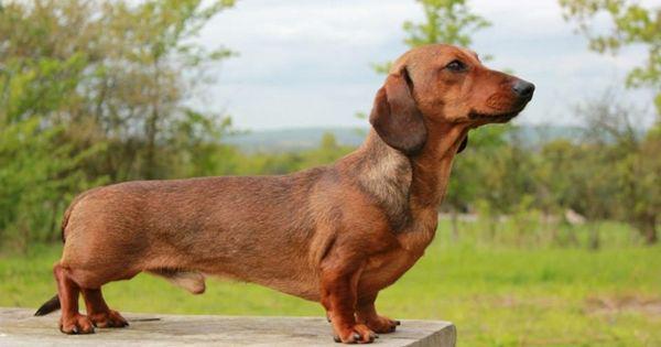 5 Fakta Menarik dari Dachshund, Spesies Anjing Berbadan Panjang