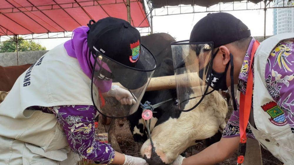 13.937 Hewan Kurban Tangerang Diperiksa, Beberapa Stress dan Flu