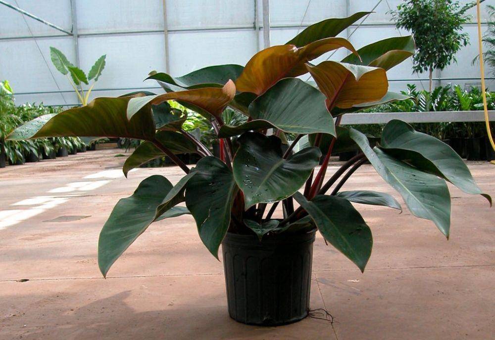 philodendronplant.com